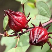 洛神花种子新采红宝石红桃，k种子阳台盆栽种籽茄花草，茶种苗易种植(易种植)