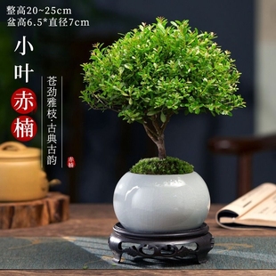 小叶赤楠盆栽老桩客厅，小绿植花卉办公室内桌面，好养植物盆景摆件