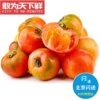 仅限北京闪送4斤盘锦碱地柿子新鲜西红柿，自然熟可生吃番茄