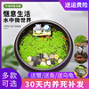 微景观龙猫垂钓办公室桌面盆栽，紫砂陶瓷鱼缸植物，种子创意水培植物