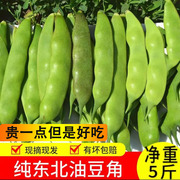 东北油豆角新鲜现摘豆角九月青特产农家蔬菜面豆角开锅烂农产品