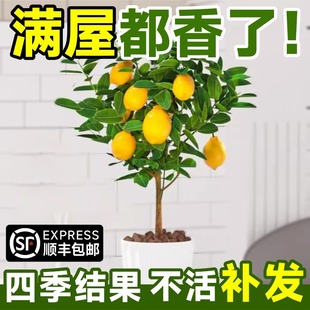 香水柠檬树苗水果盆栽可食用柠檬，带果盆栽地栽四季花卉室内绿植物
