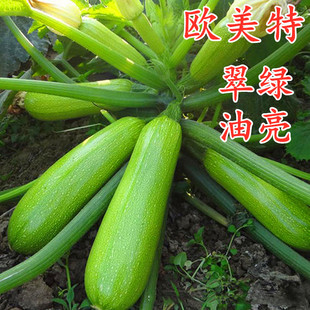 西葫芦种子角瓜种籽茭瓜蔬菜种，抗病毒耐寒耐热油亮翠绿高产欧美特