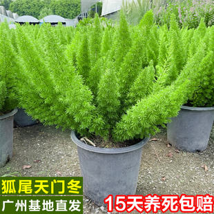 狐尾天门冬盆栽植物庭院花园阳台绿植四季常青耐热花卉九尾狐易养