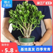 大叶玉树盆栽老桩多年生植物，阳台室内外办公室，绿植花卉燕子掌植物