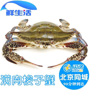 北京闪送 4-9两1只 鲜活梭子蟹海蟹飞蟹满肉公母大螃蟹海鲜水产
