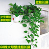 壁挂大叶长藤绿萝盆栽，室内办公室挂墙植物吸甲醛，水培绿植花卉吊兰