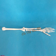 人体骨架模型上肢骨模型成人手臂骨肘关节手Q关节人体手臂骨骼模