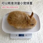 小宠物电子秤兔子龙猫荷兰猪幼猫体重秤喂食秤误差1克科学养宠