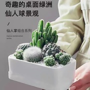 芦荟小盆栽组合迷你仙人掌，科植物万重山绿植仙人球盆栽室内防辐射