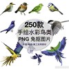 手绘水彩鸟类PNG图片麻雀喜鹊鹦鹉免抠PS透明插图装饰设计素材