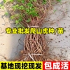 爬山虎树苗爬藤植物四季常青不落叶庭院藤蔓花卉，盆栽护坡绿化种籽