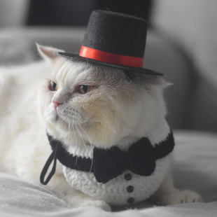 猫咪礼帽针织绅士围嘴巾项圈魔术师帽小号柯基小型犬头饰配饰变装