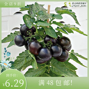 进口矮生盆栽樱桃番茄种子 红/黑/黄裙子 Dwarf 阳台庭院花园