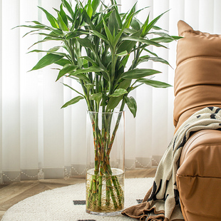富贵竹花瓶专用摆件客厅插花透明玻璃水培高水养竹子轻奢高级感大
