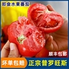 陕西泾阳新鲜普罗旺斯水果西红柿，沙瓤自然熟正宗生吃番茄冰沙红