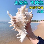 超大千手螺特大菊花螺天然海螺，贝壳鱼缸装饰品，造景地中海风格摆件