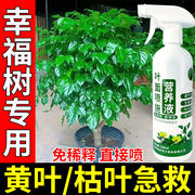 室内花草营养液幸福树营养液，黄叶干枝一喷绿植物，叶面肥植物活力素