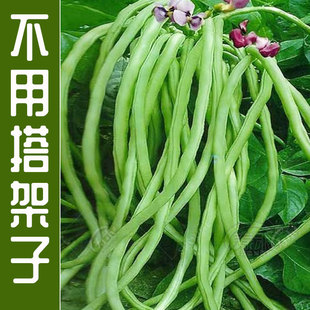 无架长豆角种子苗早豇豆四季豆蔬菜种籽菜种大全孑子豆种籽种秧莱