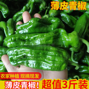 农家自种新鲜薄皮青椒，辣椒时令蔬菜现摘皱皮虎皮青椒微辣