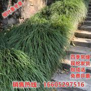 细叶麦冬玉龙草庭院绿化植物四季矮麦冬草，沿阶草耐阴苗青叶麦冬草