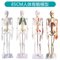 人体骨骼模型蓝蝶骨架模型教学