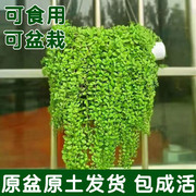 正宗垂盆草中药材盆栽食用养肝护肝植物四季常青吊兰，耐寒阳台驱蚊