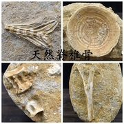 天然脊椎骨化石鲨鱼牙齿化石古生物化石地质科普教学标本摆件收藏