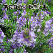 紫花苜蓿种子猪牛羊兔鸡鸭鹅多年生四季养殖牧草耐寒耐旱鱼草花籽