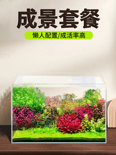 鱼缸水草植物真草缸造景套餐成品前景爬地珍珠新手鱼缸装饰套餐