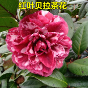 红叶贝拉茶花黑紫贝拉大花型纯黑红，复色大玫瑰室内外阳台花坛盆栽