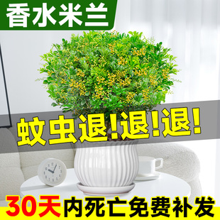 香水米兰盆栽驱蚊驱虫植物好养活绿植客厅室内花卉四季米兰花树苗