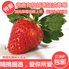 现摘越秀草莓牛奶草莓新鲜草莓日本红颊草莓建德草莓奶油草莓3斤