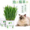 猫草盒一杯猫草套装小麦种子，猫咪催吐化毛球助消化懒人种植营养土