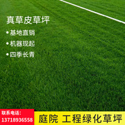 北京园林绿化带土草皮草坪高羊茅早熟禾冷季型混播带土草坪