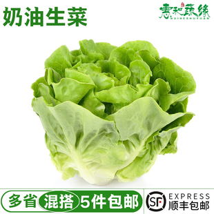 新鲜奶油生菜沙拉蔬菜叶质脆嫩口感西餐沙拉蔬菜500g即食清洗生菜
