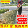 环卫大扫把竹子扫把单个家用扫地笤帚，老式加大庭院户外马路扫院子
