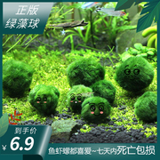 绿藻球小鱼缸水族箱造景装饰真水草水生植物活体前景草懒人水藻球
