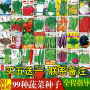 蔬菜籽种大全四季辣椒种籽白菜种孑阳台菜种秋冬季种植香菜空心菜