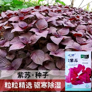 紫苏种子种籽孑种苗盆栽，可食用籽种四季种植耐旱野菜蔬菜紫叶苏子
