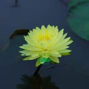 水生植物南京艺莲苑中大型耐寒睡莲根块苗普拉卡鲜黄色 丰花