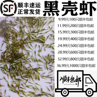 黑壳虾草缸清洁虾乌龟龙鱼饲料，除藻虾观赏虾工具，虾草虾活体虾米虾