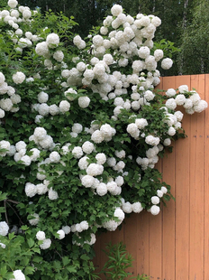 欧洲木绣球玫瑰耐寒耐热植物，庭院露台园林树苗花卉带盆栽