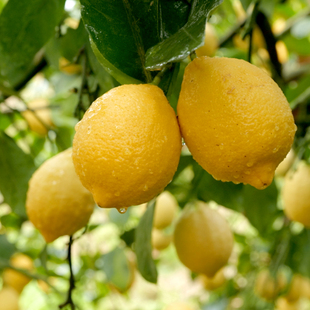 安岳柠檬尤力克柠檬黄柠檬中小果柠檬新鲜水果现摘现发5斤