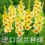 兰花种球室内外盆栽多年生球根花卉植物唐菖蒲花种球花种