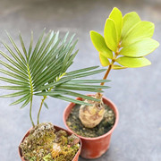 墨西哥岩生铁树桌面迷你小苗盆栽，苏铁绿植实生块根办公室内植物