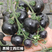 黑骑士樱桃黑番茄种子四季黑西红柿，种苗种籽西黑柿春季蔬菜种孑