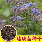 蓝色琉璃苣种子星星草香草花卉蜜源可食用阳台庭院绿化紫花草种子