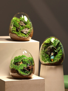 苔藓微景观生态瓶，私人草坪桌面迷你盆栽办公室，创意教师节礼物神奇