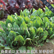40粒美丽直立红脉菠菜种子美国进口盆栽或地栽四季播种